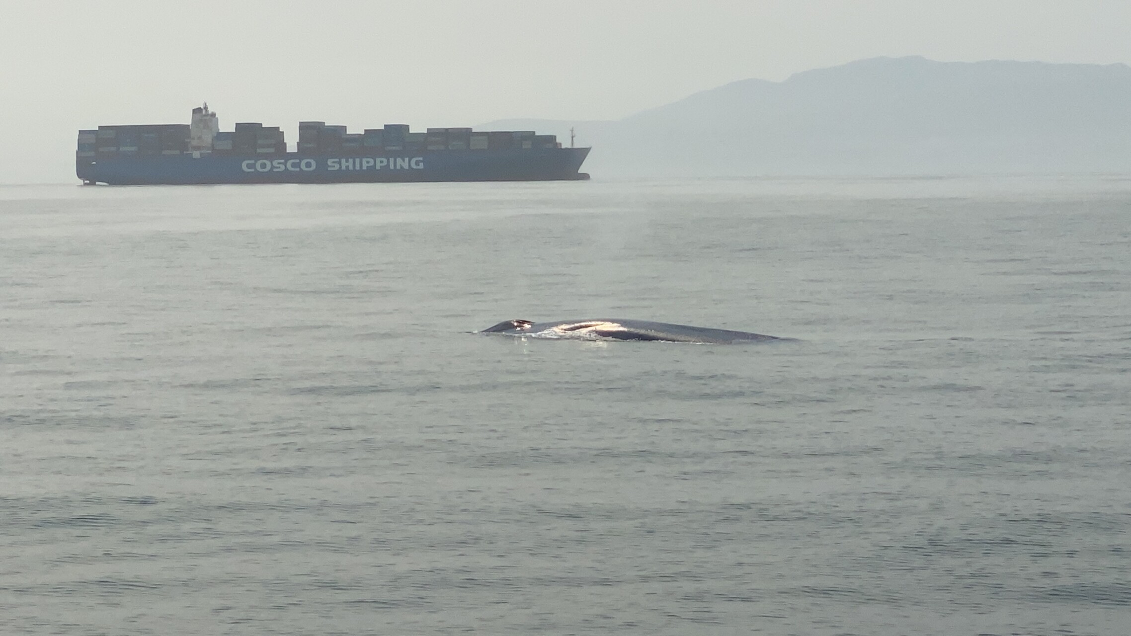 whale