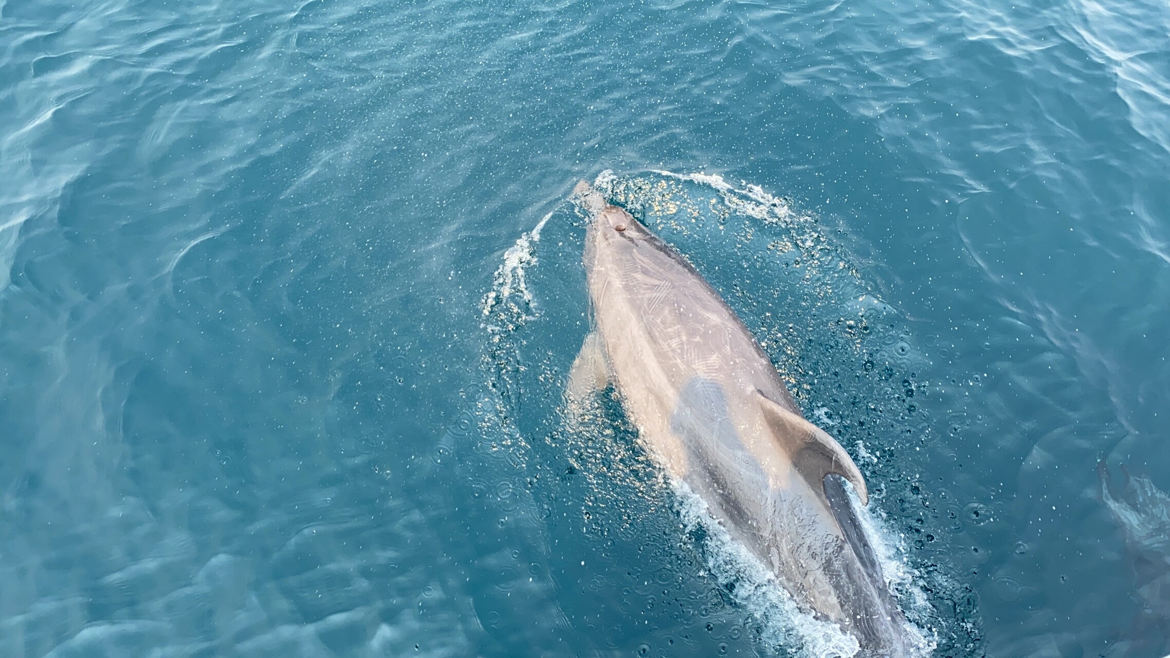whale