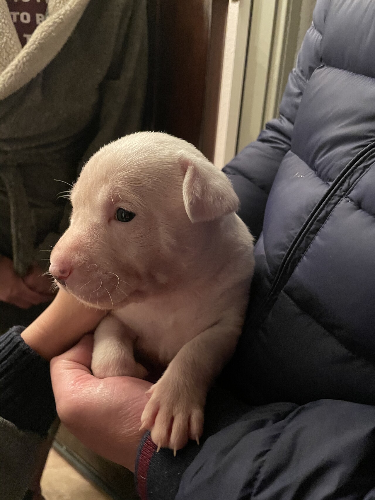 puppies