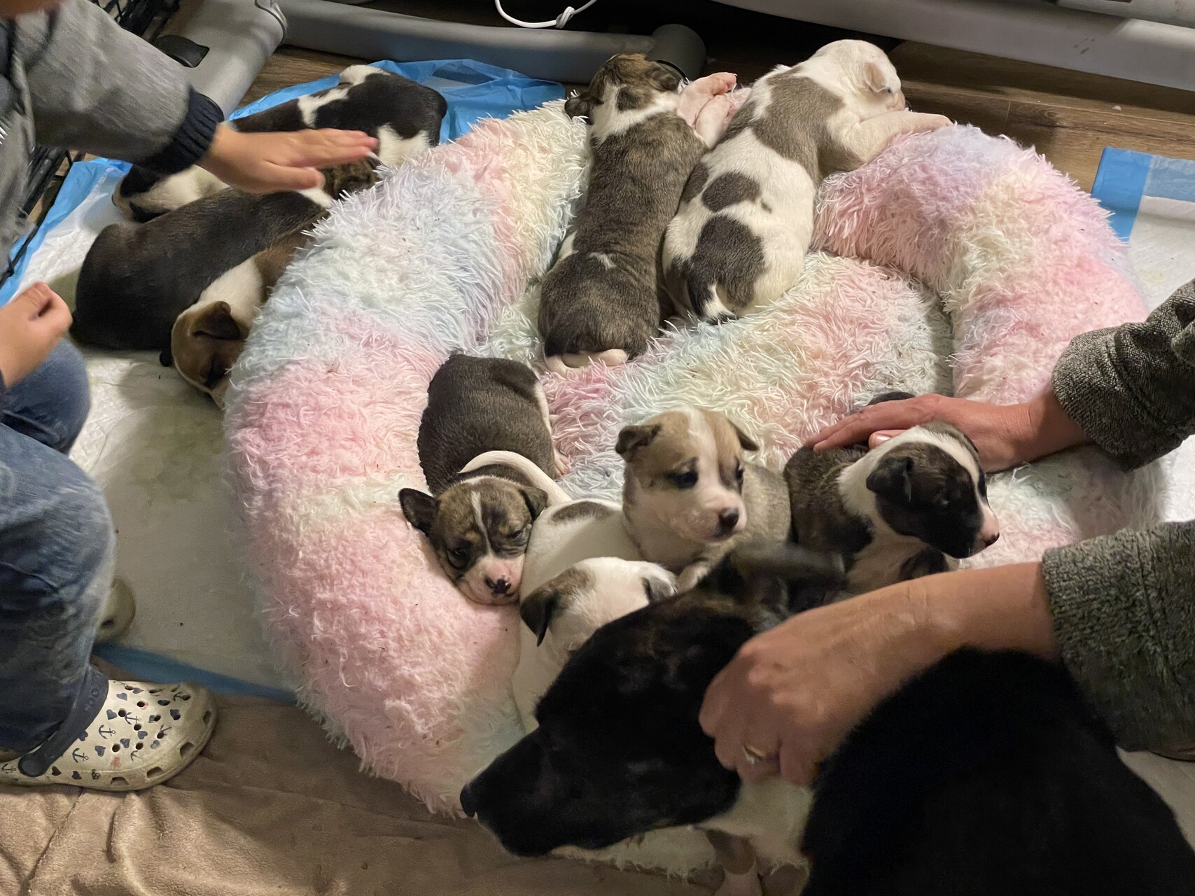 puppies