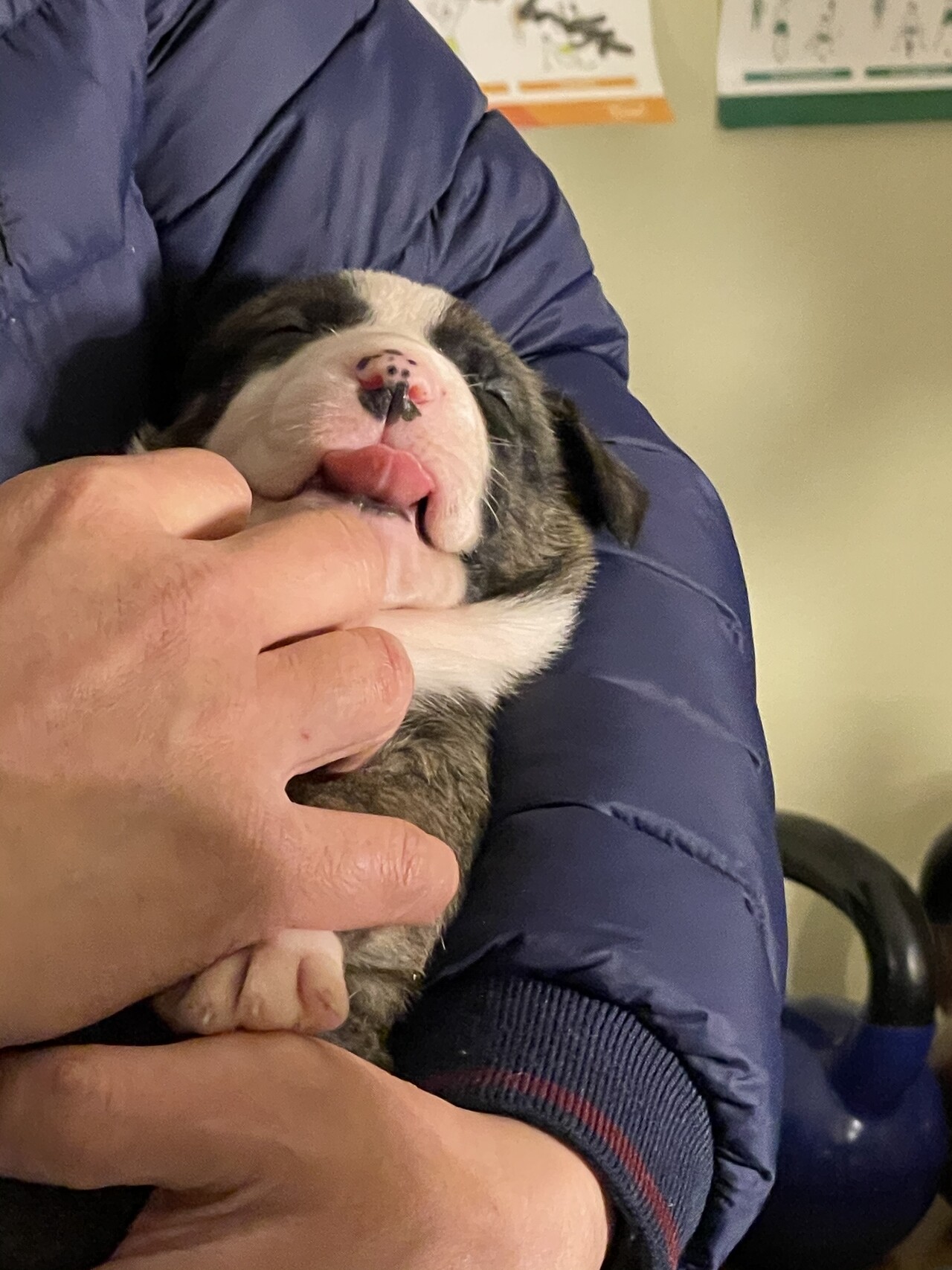 puppies
