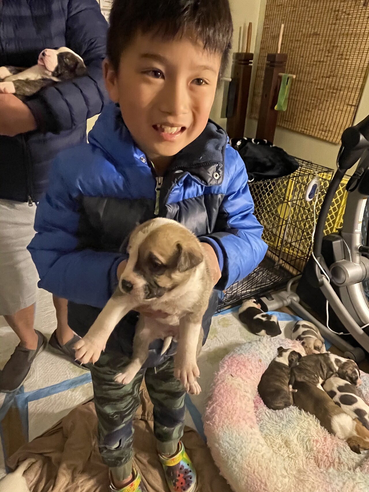 puppies