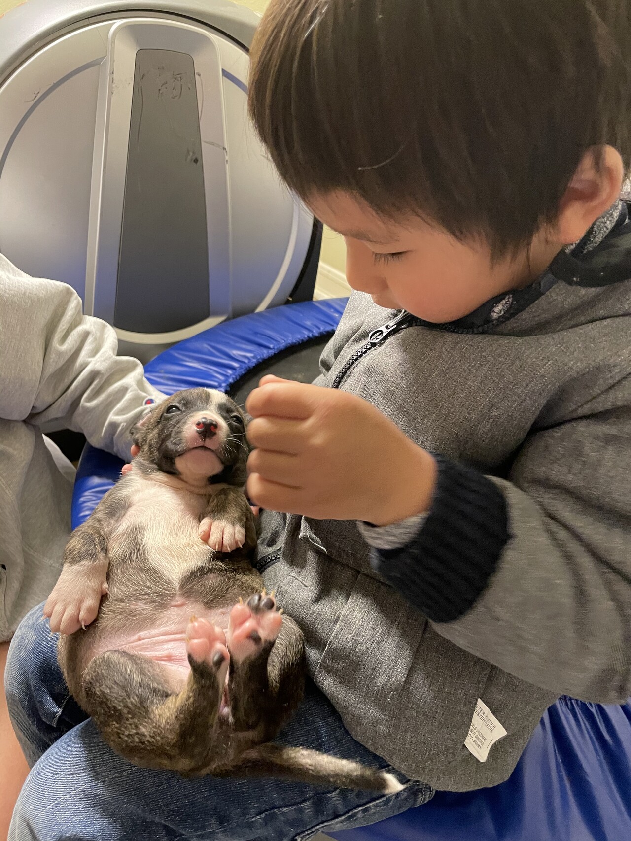 puppies